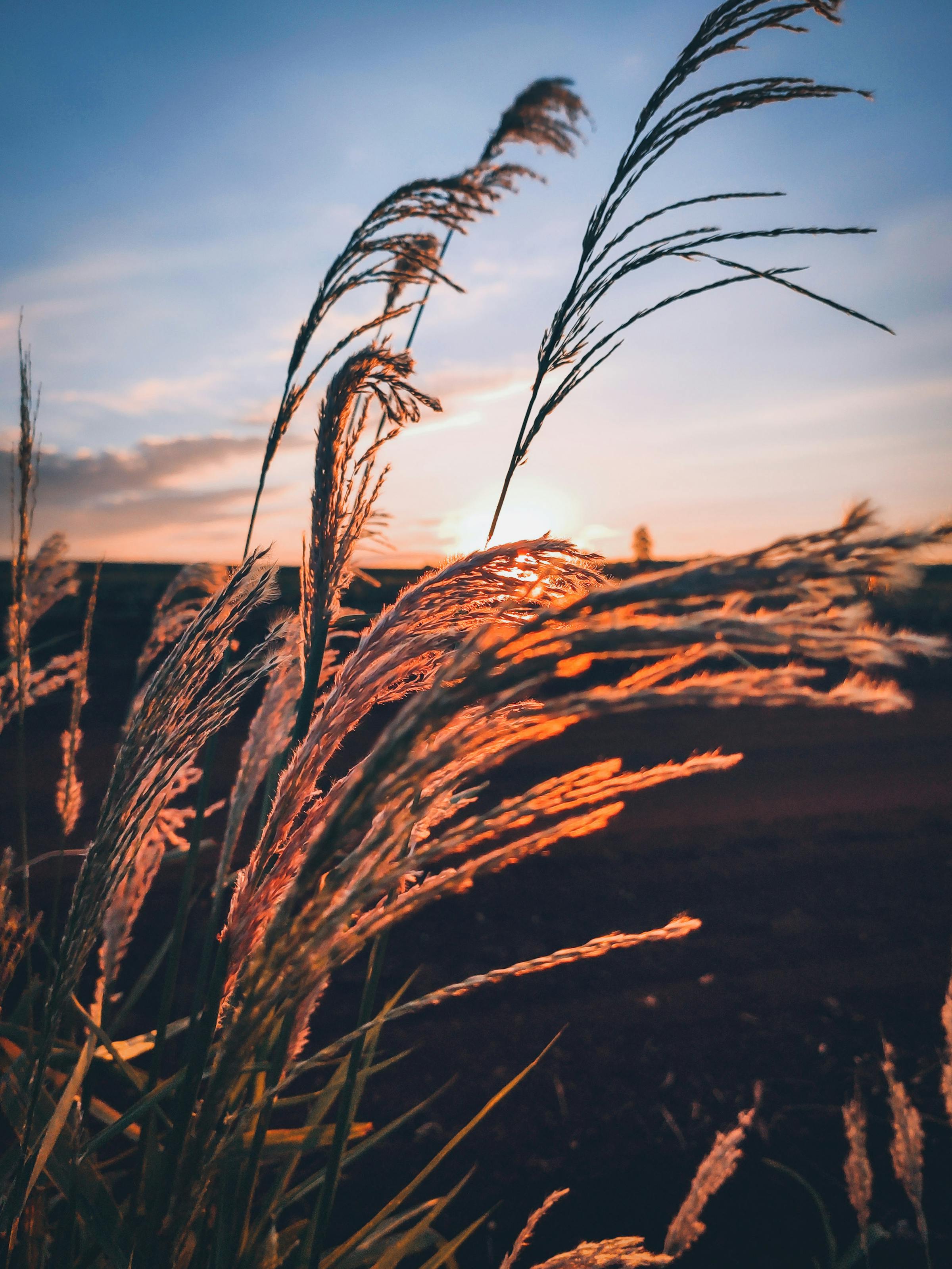 Tallgrass catching the light at sunset on the open plains